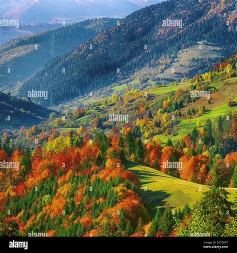 The Mountain Autumn Landscape With Colorful Forest Bright Sunny