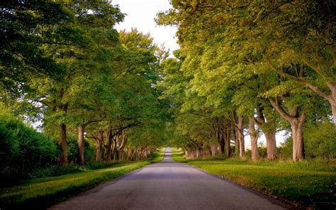 Wallpaper Sunlight Forest Garden Nature Park Road Green