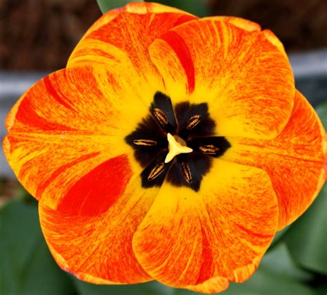 Free Picture Flame Colored Tulip Flower Large Petals Nectar
