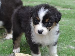 See more ideas about australian shepherd puppies, australian shepherd, puppies. Kc Reg Australian Shepherd Puppies in | DogsandPuppies.co.uk