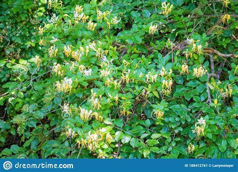 Large Japanese Honeysuckle Bush Lonicera Japonica Stock Image Image