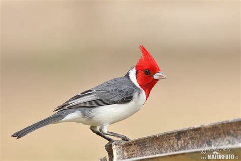 Red Crested Cardinal Photos Red Crested Cardinal Images Nature