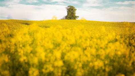 79156 Rapeseed 4k Yellow Flower Nature Field Rare Gallery Hd