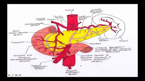 11 Anatomy Of Pancreas Part 4 Youtube
