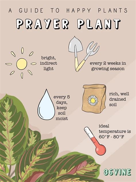 Pin By Lindi Hogan On Greenish Thumb Prayer Plant Prayer Plant Care