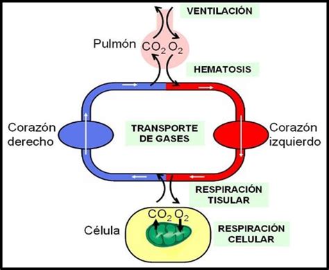 Sistema Respiratorio Estructura El Blog De Biología