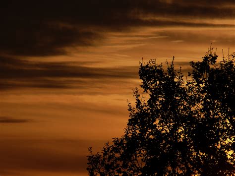 Free Images Tree Nature Horizon Silhouette Cloud Sun Sunrise