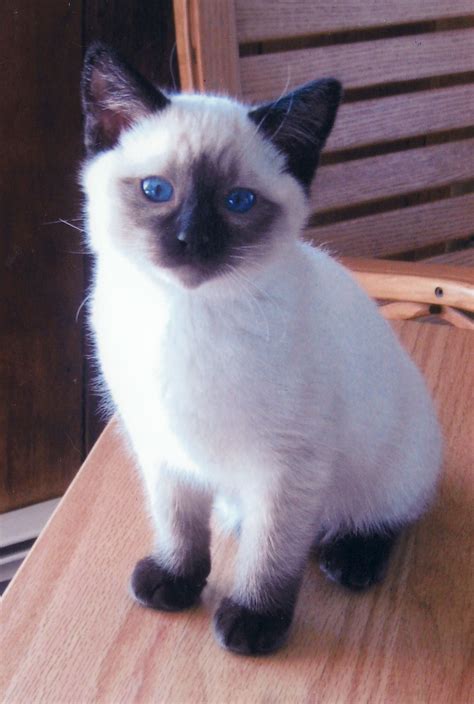 Are Siamese Ragdoll Cats Hypoallergenic Phat Diary Slideshow