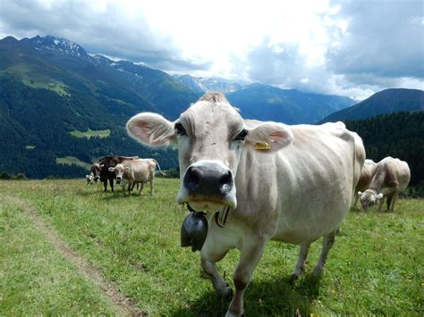 Swiss Cows In The Alps Smithsonian Photo Contest Smithsonian Magazine