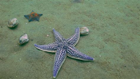 Starfish Prey On Sandy Bottom Shells Stock Footage Video 100 Royalty