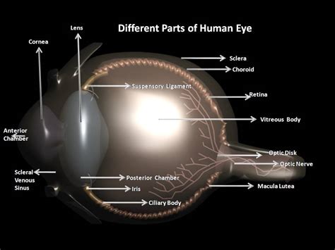 Subhaditya Infoworld Human Eyes Visual Opening And Major Sense Organ