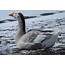 Gales Photo And Birding Blog Hybrid Goose