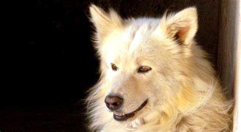 Maybe you would like to learn more about one of these? Adozione cane: incrocio pastore svizzero in cerca di casa ...