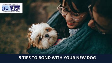5 Tips To Bond With Your New Dog Richmond Valley Veterinary Practice