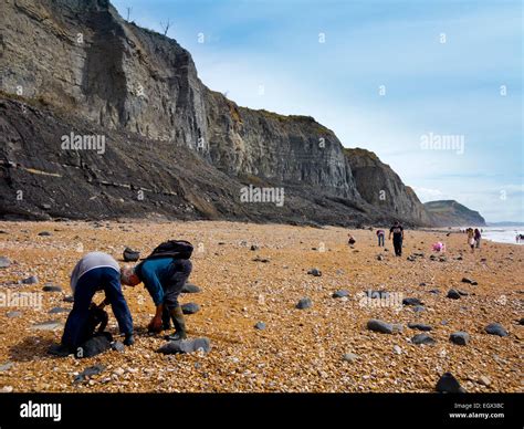 People Hunting For Fossils On The Beach Below The Crumbling Cliffs At