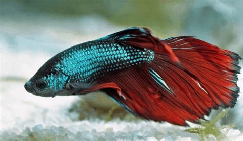 Yes clownfish loves japanese fighting fish (betta fish) clownfish are saltwater and bettas are freshwater.you figure it out. Common Betta Fish Disease Symptoms - Japanesefightingfish.org