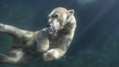 Fotos Ein Tier Eisbär Unterwasserwelt Ein Bär Wasser 2560x1440