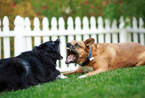 Reasons Why Dogs Get Aggressive And How To Stop It Peacecommission