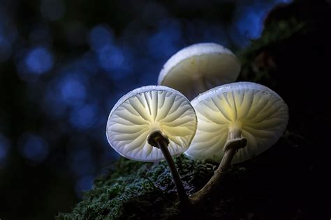 25 Stunning Photos Within The Mystical World Of Mushrooms