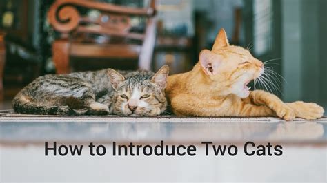 How To Introduce Two Cats Safely Youtube