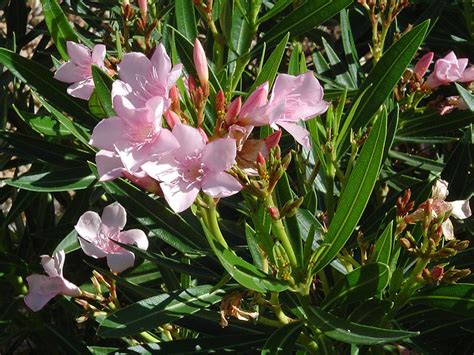 Oleander The Good The Bad And The Ugly Southwest Trees And Turf