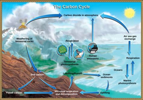 Biogeochemical Cycles Openstax Concepts Of Biology