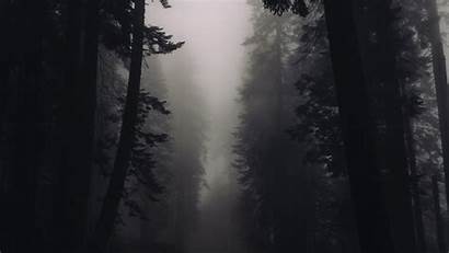Sinister 4k Forest Fog