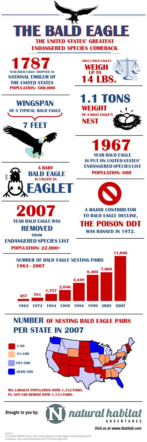 Fun Bald Eagle Facts For The Th Of July Infographic