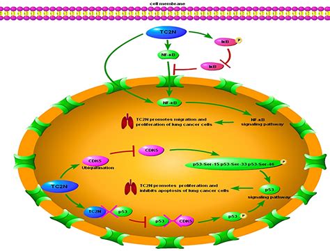 frontiers tc2n a novel vital oncogene or tumor suppressor gene in cancers