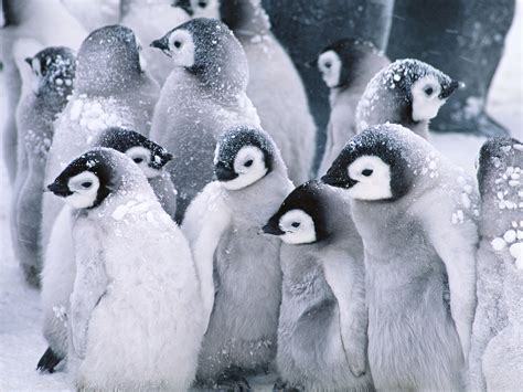 Cute Arctic Penguins Wallpapers Hd Wallpapers Id 8527