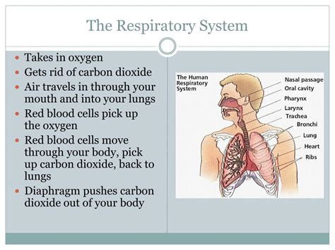 Powerpoint Presentation On Respiratory System