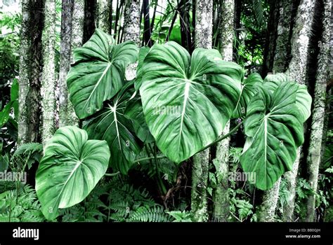 Giant Leaves In The Jungle Stock Photo Alamy