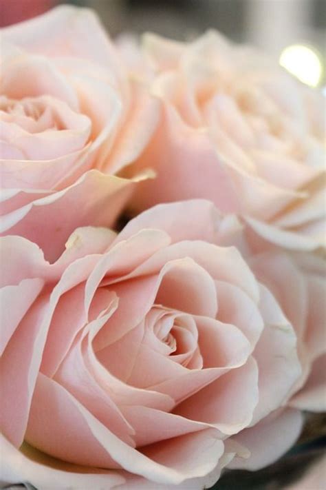 Imagem Gratis No Pixabay Flor Rose Natureza Bloom Amor Rosas