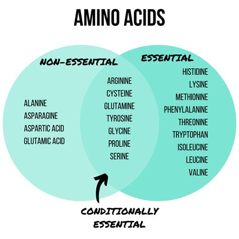 Essential Vs Nonessential Amino Acids