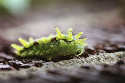 Macro Image Of A Spiny Oak Caterpillar Stock Photo Image Of Facing