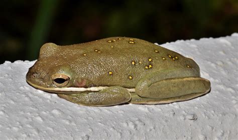 Free Images : nature, night, animal, wildlife, sitting, toad, amphibian