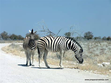 Información Para Un Safari En El Parque Nacional De Etosha En Namibia