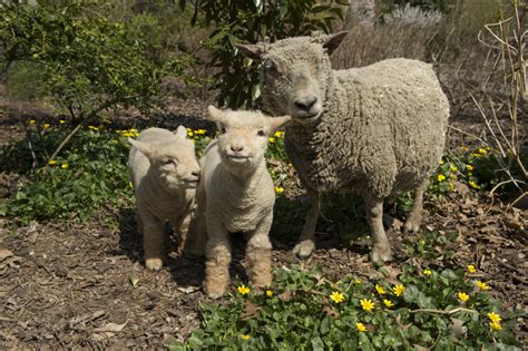 Two Babydoll Lambs Are Born Just In Time For Spring At The Wildlife