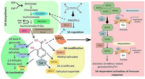 Frontiers Salicylic Acid And Nitric Oxide Insight Into The