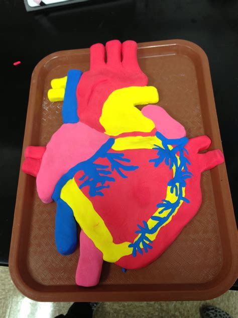 For The Kinesthetic Learner A Clay Model Of The Heart Science
