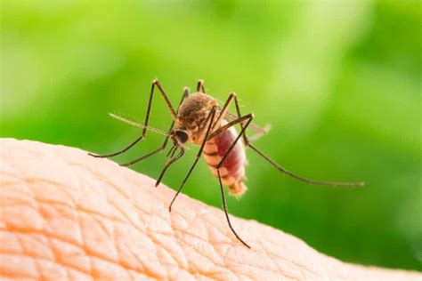Enjoy 30 Days Of Protection With A Single Mosquito Control Treatment