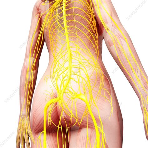 Female Nervous System Artwork Stock Image F0074399 Science