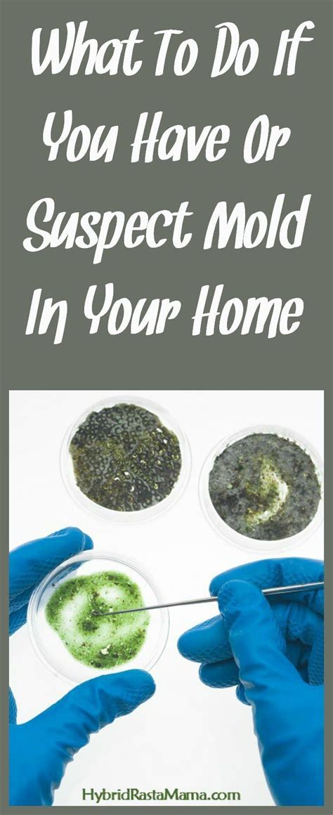What To Do If You Have Mold In Your Home Mold Exposure Mold