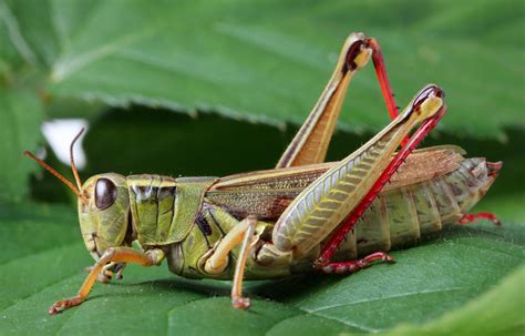 11 Ways To Get Rid Of Grasshoppers Quick Effective And Natural