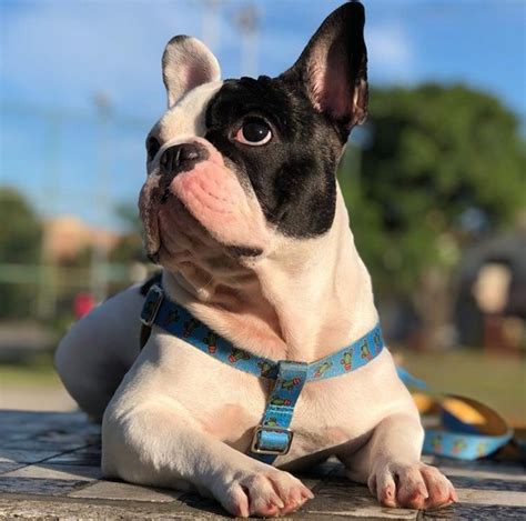 FRENCH BULLDOG AVAILABLE 93312 For sale Bakersfield Pets Dogs