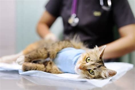 Cat Hernia Surgery And Recovery Mankato Vet