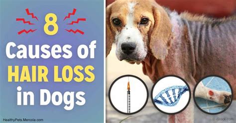 Find out more about its causes and possible treatments. 304 best for the canine images on Pinterest | A dog ...