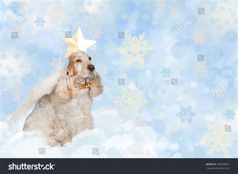 Dog Angel Wings Heaven Stock Photo 166208831 Shutterstock