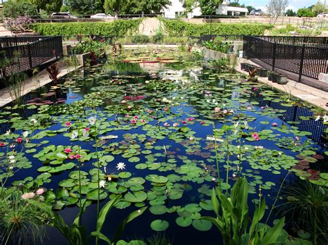 Municipal Water Lily Garden In San Angelo Texas Charles Shelton Flickr