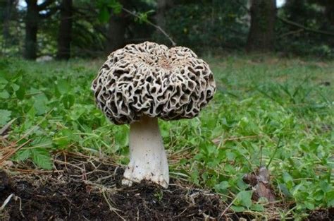 Morchella prava | Weird plants, Stuffed mushrooms, Mushroom fungi